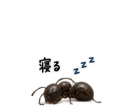 889447862