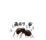889447868