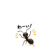 889447871