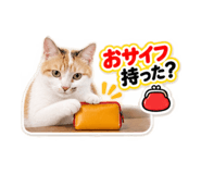 889527244