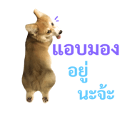 89382306