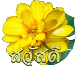 90338093