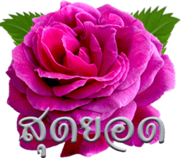 90338117