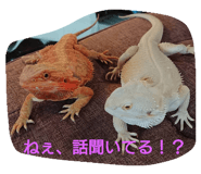 90596744