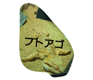 90596756