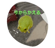 90596768