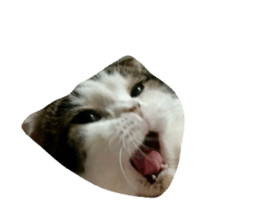 94217035