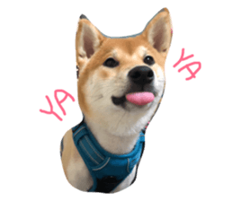 96939247