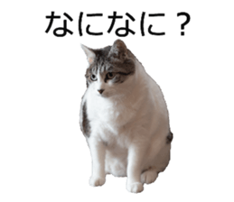 97067894