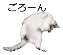 97067903
