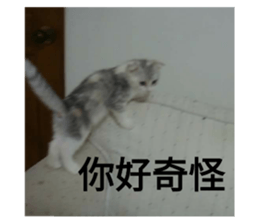 98578061