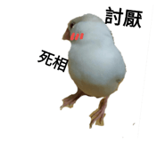 99751977
