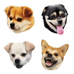 PEKISHIBAngese emoji
