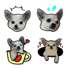 Chihuahua's expression