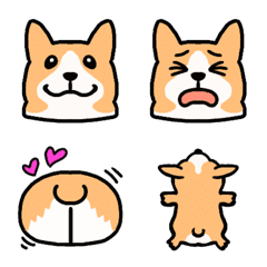 corgi corgi