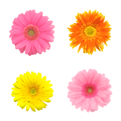 Flower Emoji Gerbera