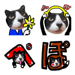 International signal flags cats teach1.3