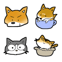 Assortment of a Shiba dog and cats
