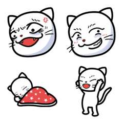 cat's funny faces