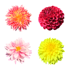 Flower Emoji Dahlia