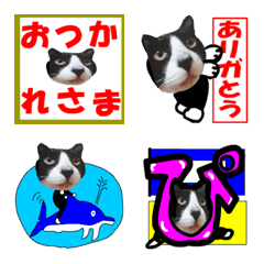 猫が教える国際信号旗 絵文字 実写版1.4