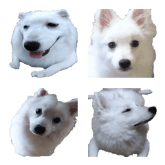 Japanese Spitz Lindo Emoji