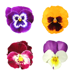 Flower Emoji Pansy&Viola