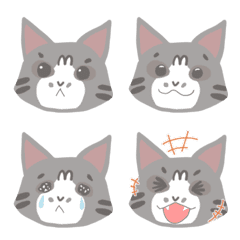 silver tabby cat