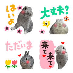 rabbit photo emoji sticker