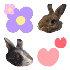 Rabbit Emoji !