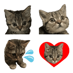 ミヌエットのショコラの子猫写真絵文字