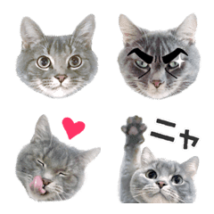 gray cat TOM
