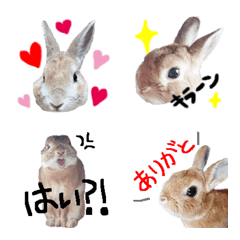 WE LOVE Rabbit!!