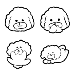 cute white toypoodle