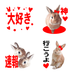 WE LOVE Red Rabbit