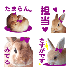 WE LOVE Purple Rabbit