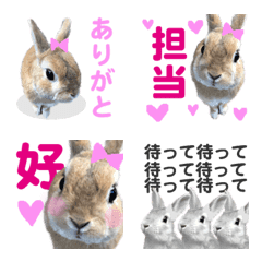 WE LOVE Pink Rabbit