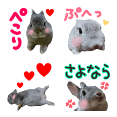 rabbit photo emoji sticker2