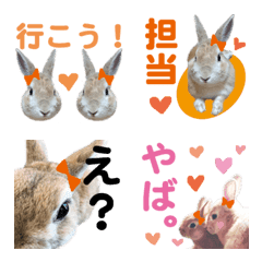 WE LOVE Orange Rabbit