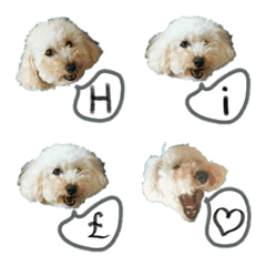 poodle's chat (alphabet)
