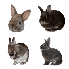 Rabbit Coo Photo Emoji