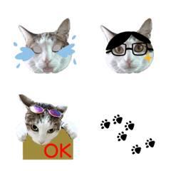 cute cat Emoji sticker