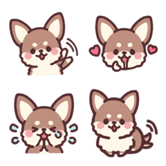 Small fluffy Chihuahua chocolate Tan