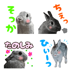 rabbit photo emoji sticker3