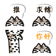 Cute Animal - Leopard Cat Text 2