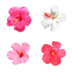 ハワイのお花ハイビスカス絵文字
