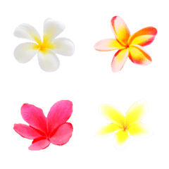 ハワイのお花プルメリア絵文字 Line絵文字 Line Store