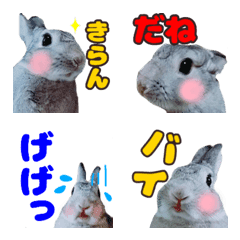 rabbit photo emoji4