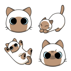 Siamese cat