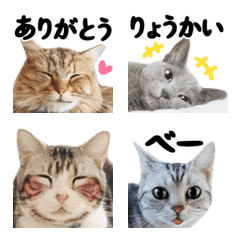 Cute Cats emoji(Photo)